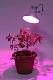 Купить Лампа светодиодная для растений ЭРА E27 10W 1310K прозрачная FITO-10W-RB-E27-K Б0039069 за 387 ₽ в наличии с доставкой по России. Интернет-магазин каталог товаров